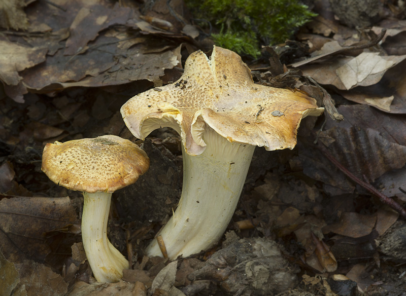 Cantharellus amethysteus